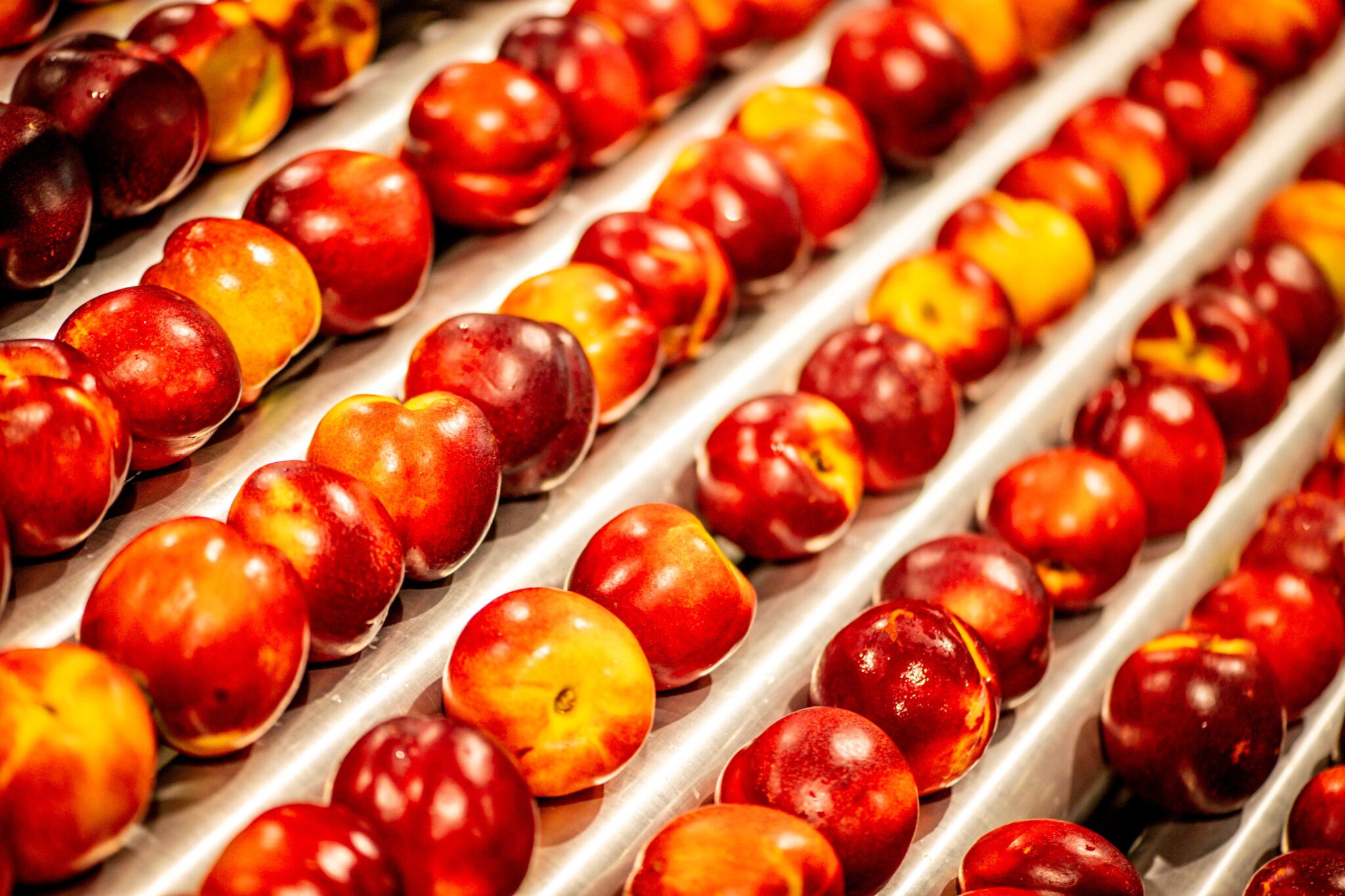 Nectarines from South Africa looking good despite tough conditions for